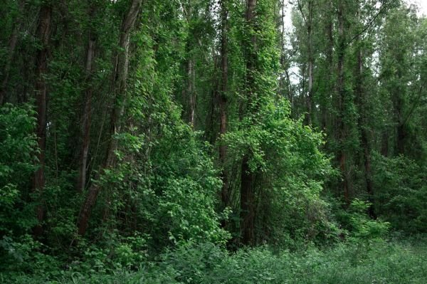 The Route You’re Looking for is Straight Through the Woods